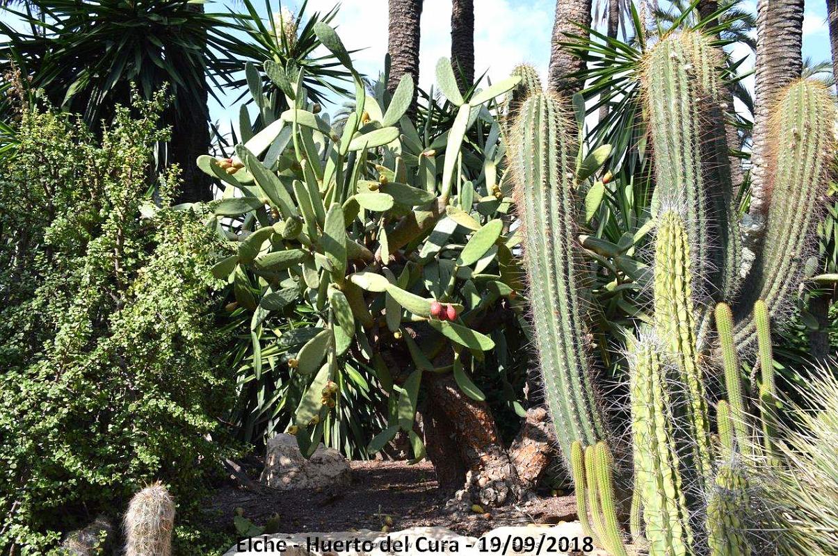 19 ELCHE HUERTO DEL CURA (90).JPG